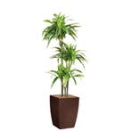 Dracaena Lemon Lime kunstplant, H150cm, Ophalen of Verzenden, Overige soorten, 150 tot 200 cm