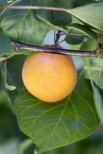 Prunus armeniaca hoogstam 20/25