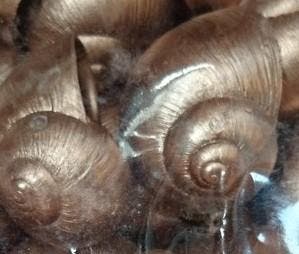 Landsnail small schelp Koper 250 gram, Ophalen of Verzenden, Nieuw