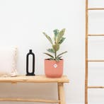 Green Bubble - Ficus Tineke - 55cm - Ø17 cm, Ophalen of Verzenden