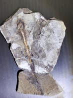 Gefossiliseerd dier - salamander - 20 cm - 10 mm (Zonder