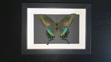 Vlinder Taxidermie volledige montage - papilio maackii