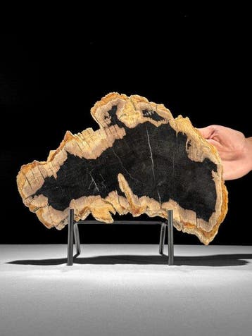 Prachtige plak versteend hout op een op maat gemaakte