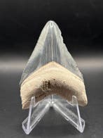 Megalodon - Fossiele tand - Otodus Megalodon - 6.01 cm -, Verzamelen