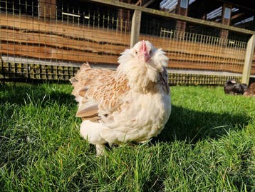 Grote Faverolle kippen | Prachtige tamme sierkippen, gesekst, Meerdere dieren, Kip