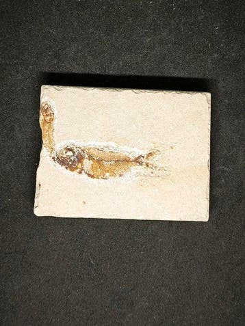 Vis - Gefossiliseerd dier - Armigatus Brevissimus - 65 mm -, Verzamelen