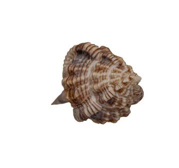 Elegante stekelslak: Siratus perelegans (80 mm) –, Nieuw