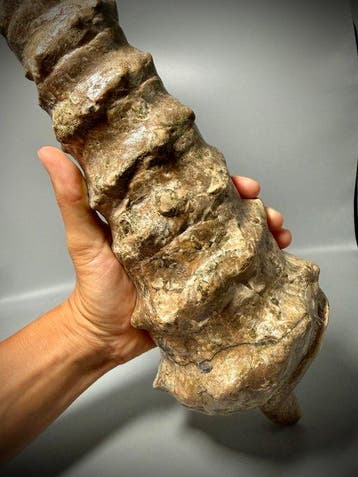 Halve meter Gastropod! 35 miljoen jaar oud - Gefossiliseerde