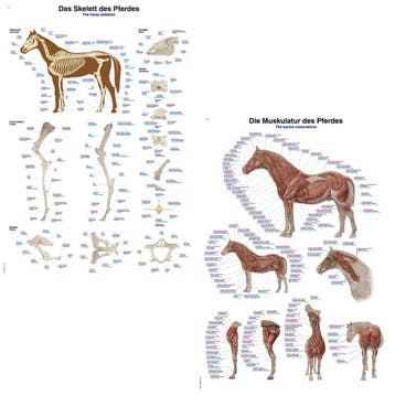 Anatomie posters skelet en spieren paard (papier, 50x70...., Nieuw