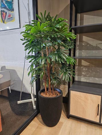 Fortuneipalm kunstplant, H160cm, Ophalen of Verzenden, Palm, 150 tot 200 cm