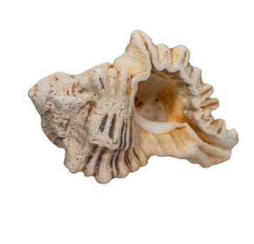 Spectaculaire reus uit de Indische Oceaan: Hexaplex, Verzamelen, Nieuw