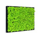 Vintlux Mosschilderij Rendiermos 60x60 cm Zwart, Nieuw