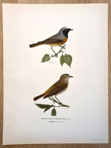 Von Wright brothers & Bror Halberg - Common redstart, Nieuw