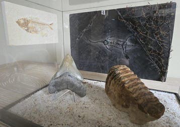 Zonder merk - Diorama Natural History - Keichousaurus,