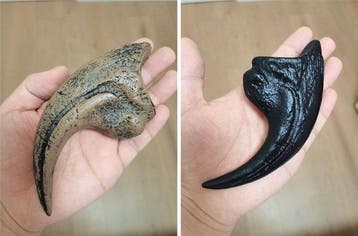 Dinosaurus - Gefossiliseerd dier - REPLICA CLAW