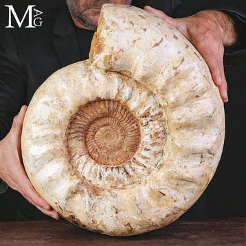 Monumentaal Kranaosphinctes ammoniet fossiel - Uitmuntend, Verzamelen, Mineralen en Fossielen