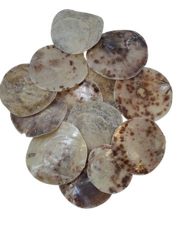 Placuna Rounds Schelpen 250 gram, Ophalen of Verzenden, Nieuw