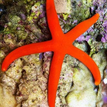 Linckia Orange (Oranje / Rode zeester), Ophalen of Verzenden, Nieuw