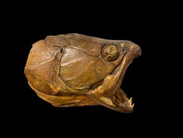vis haimara Taxidermie volledige montage - Hoplias aimara -, Verzamelen, Nieuw