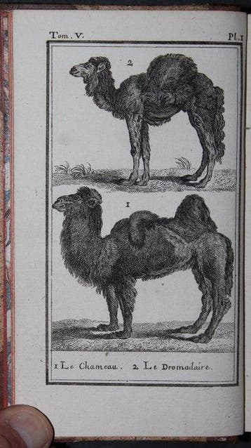 M. Le Comte De Buffon - Histoire Naturelle Generale Et