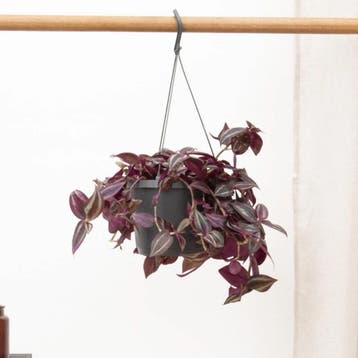 Green Bubble - Tradescantia Juweel Red hangplant - 25 cm, Huis en Inrichting, Kamerplanten, Ophalen of Verzenden