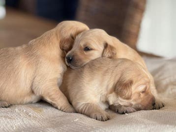 Golden Retriever pups met garantie, Nederland, Parvo, Overige rassen, 8 tot 15 weken