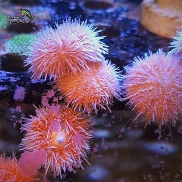 Salmacis (Pink Funky Urchin), Ophalen of Verzenden, Nieuw