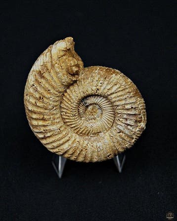 Ammoniet - Gefossiliseerde schelp - Amonite Choffatia, Verzamelen