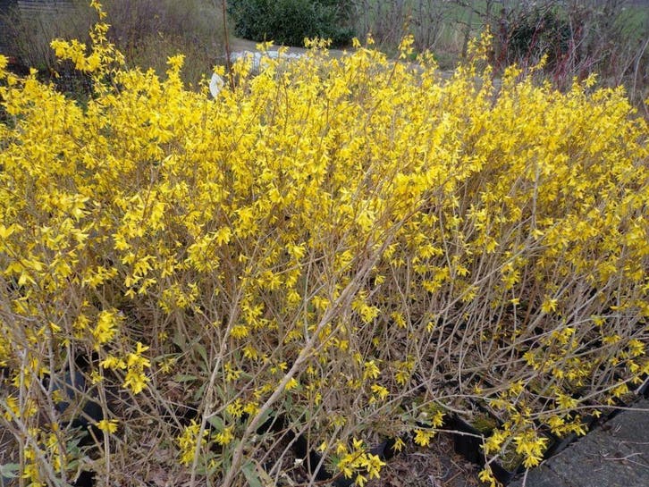 Forsythia ,  40cm , chinees klokje , geel, Tuin en Terras, Planten | Bomen, In pot, 100 tot 250 cm, Lente, Ophalen of Verzenden