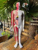 Anatomisch model - pvc - Onbekend - Acupunctuur model 85 cm