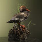 Krooneend Taxidermie Opgezette Dieren By Max, Ophalen of Verzenden, Nieuw, Vogel, Opgezet dier