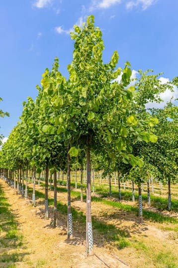 Tilia americana Nova hoogstam, Tuin en Terras