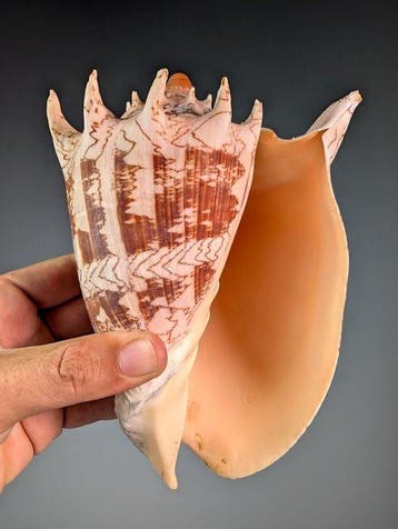 Nobelvolute zeeslak schelp Zeeschelp - Cymbiola nobilis, Nieuw
