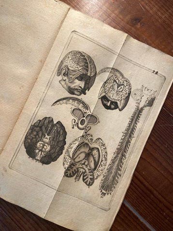 Jo. Adamo Kulmo - Tabulae Anatomicae, in quibus corporis