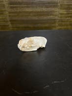 Nerts Schedel Taxidermie Opgezette Dieren By Max, Ophalen of Verzenden, Nieuw, Wild dier, Opgezet dier