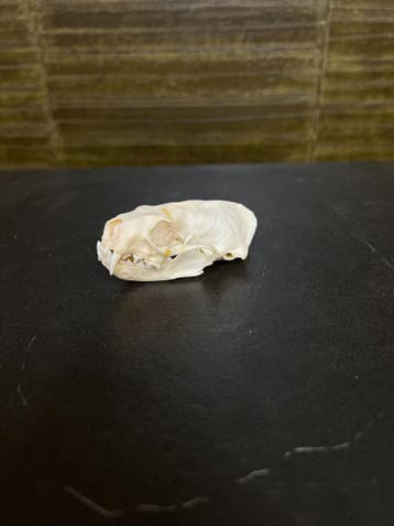 Nerts Schedel Taxidermie Opgezette Dieren By Max, Ophalen of Verzenden, Nieuw, Wild dier, Opgezet dier
