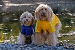 2dekans | Dutchwide - Hondenjas - Regenjas Hond - Blauw -, Dieren en Toebehoren, Ophalen of Verzenden, Zo goed als nieuw
