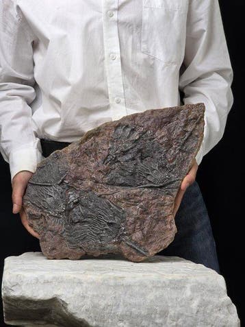 Crinoide - Gefossiliseerd dier - Large Crinoid Fossil –