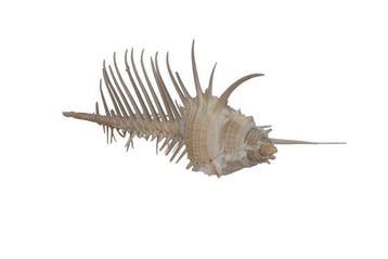 schelpen/slakken Skelet - Venuskamm oder Murex Pecten, Verzamelen, Nieuw