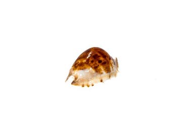 opvallend patroon $$$ GEM $$$ Top Zustand $$$ Taxidermie, Nieuw