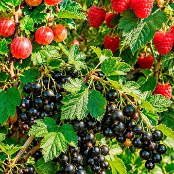 Bessen Tuin Starter Collectie – 3 Planten, Verzenden