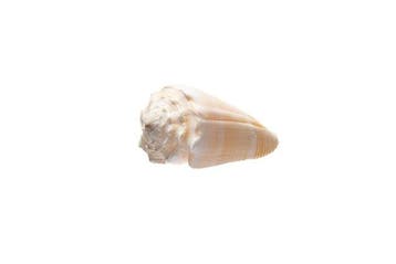 Conus marmoreus suffusus - Zeldzame witte/roze vorm -, Nieuw