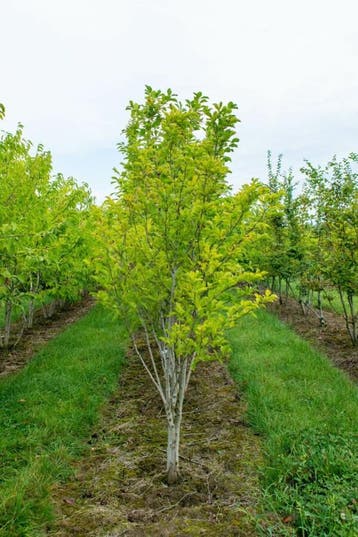 Magnolia kobus meerstammig 300-350