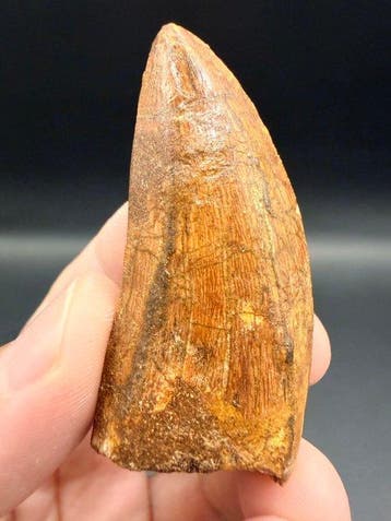 Dinosaurus - Fossiele tand - carcharodontosaurus saharicus -