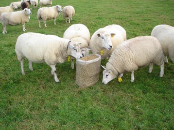 mpb mix (mais perspulp bierborstel) in 25kg of baal 1000 kg, Dieren en Toebehoren, Mannelijk, Schaap, 0 tot 2 jaar