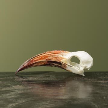 Roodsnaveltok M Schedel Taxidermie Opgezette Dieren By Max, Verzamelen, Dierenverzamelingen, Ophalen of Verzenden, Nieuw, Vogel
