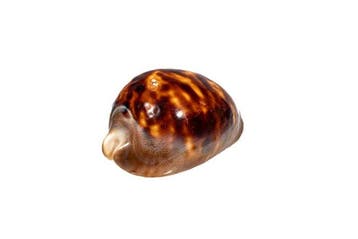 exclusief verzamelstuk $$$$ Venusta cowrie Skelet - Zoila