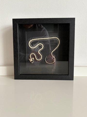 Slang Taxidermie volledige montage - Serpens skelet - 22 cm