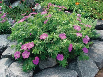 Geranium sanguineum Vision® Violet (Herfstplanten kopen?), Ophalen of Verzenden, Vaste plant, Bodembedekkers