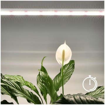 LED kweeklamp Kobi Growly 15W 60cm, Ophalen of Verzenden, Nieuw